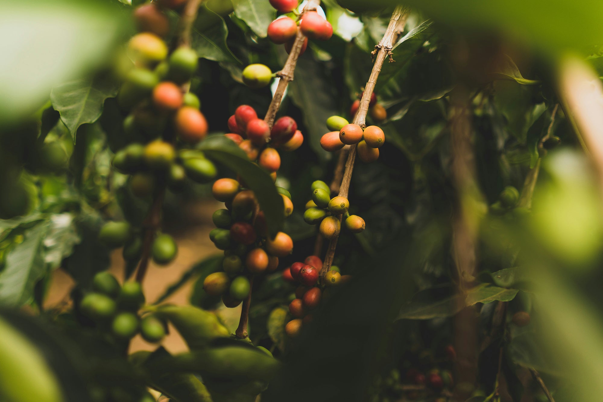 KOTORA coffee